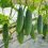 cucumber-in-greenhouse