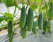 cucumber-in-greenhouse