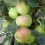 Apple-Orleans-Reinette