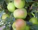Apple-Orleans-Reinette