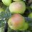 Apple-Orleans-Reinette