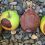 sunburned+apples+and+pears