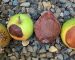 sunburned+apples+and+pears